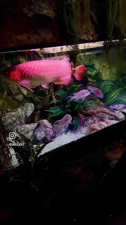 Which aquarium is your fav? #fishtank #aquarium #aquascape Which aquarium is your fav? #fishtank #aquarium #aquascape