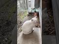 だいふく 雨にぬれても