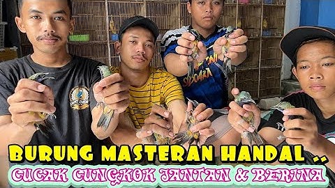 Grosir burung import Cucak cungkok jantan - betina