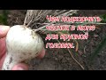 Июньская подкормка чеснока для укрупнения головки. видео