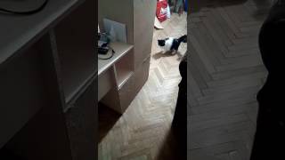 Laser guided cat. Кошка и лазерная указка