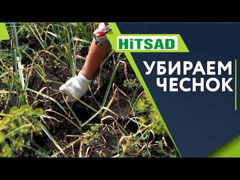Когда выкапывать чеснок ✔️ Хранение Чеснока 🔥 Как Увеличить Размер Головки Чеснока ✔️