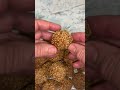 حلوة الزنجلان و الكوك دخلو تفرجو نتمني دعمكم للقناه بالاشتراك    