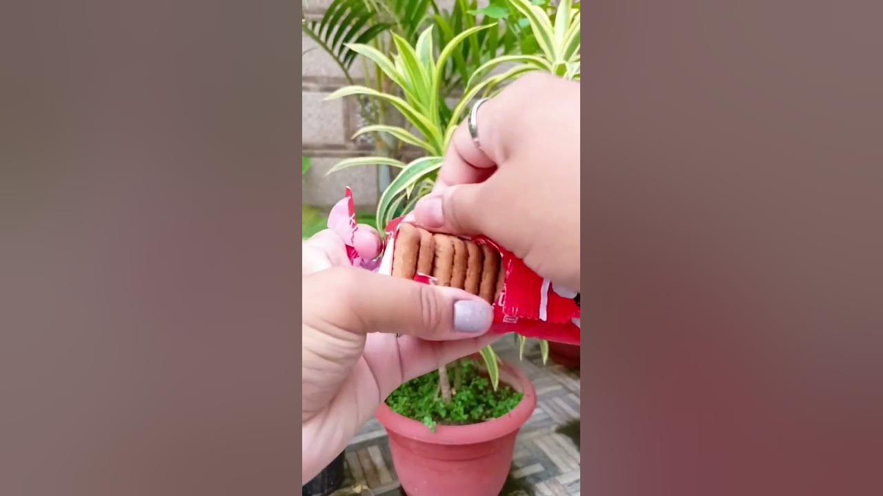 Parle-G Kismi Biscuit❣ #parleg #ytshorts #shorts #trending #biscuit