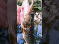 Ultralight En Micro Fishing #fishing #fish #shortvideo