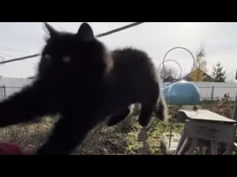 Черныш осваивает новые