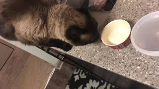 Как кошке дать антибиотик ; Лечение Келлес =^..^= СИАМСКИЕ КОШКИ Как кошке дать антибиотик ; Лечение Келлес =^..^= СИАМСКИЕ КОШКИ