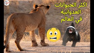 اكثر الحيوانات العدوانية في العالم