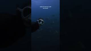 Have You Ever Seen A Fever Of Cownose Rays?