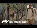 Frank e Darran observam leões caçando búfalos | Wild Frank vs Darran | Animal Planet Brasil