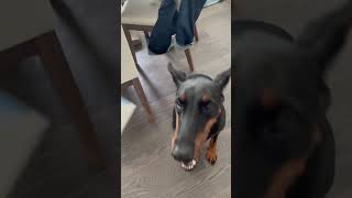 Simple trick to help with ticks on your dogs #doberman #dog #dobie #ticks