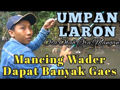 MANCING MANIA AMBYAR Episode 7 : Mancing Ikan Wader Di Kali / Sungai Dapat Banyak  Umpan Laron