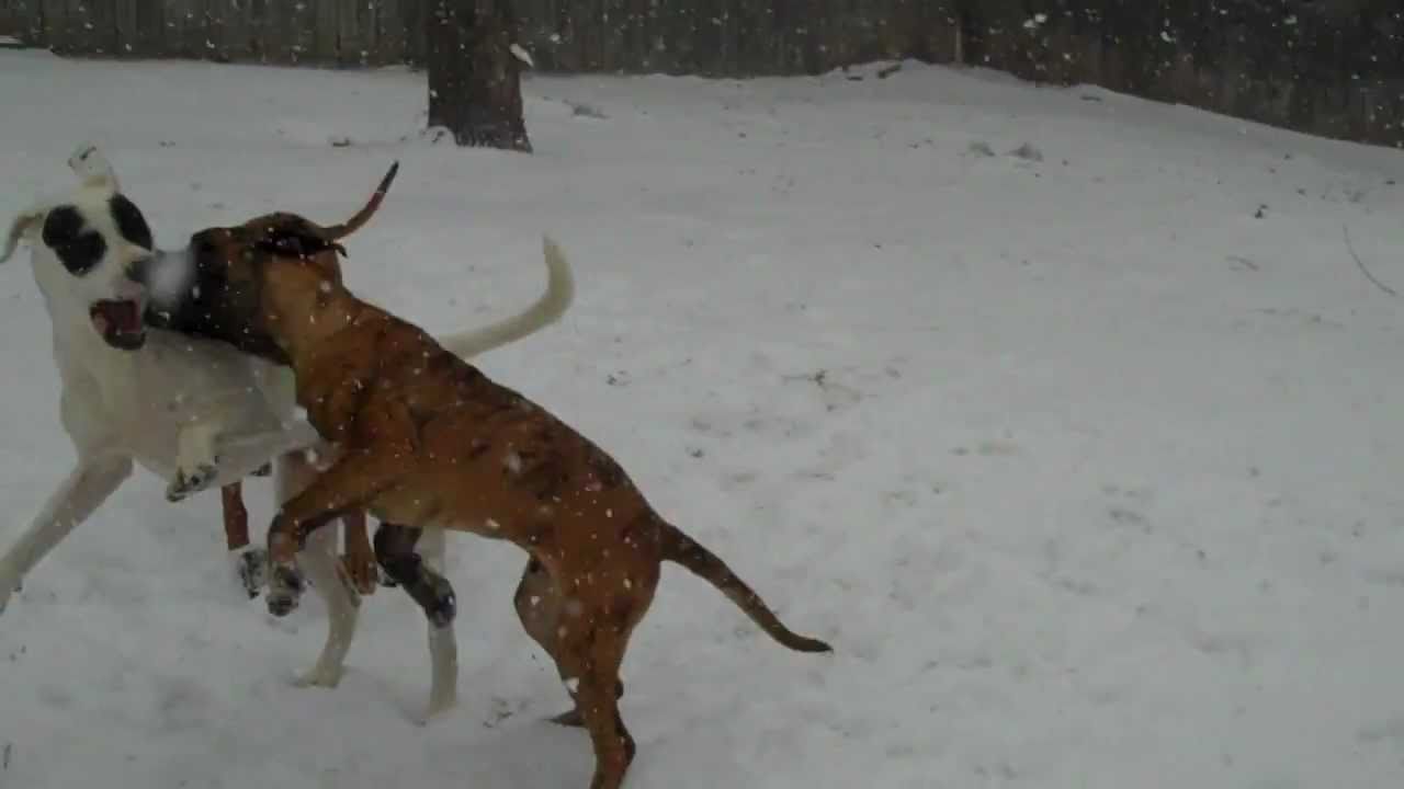 dogo argentino vs fila brasileiro vs rhodesian ridgeback
