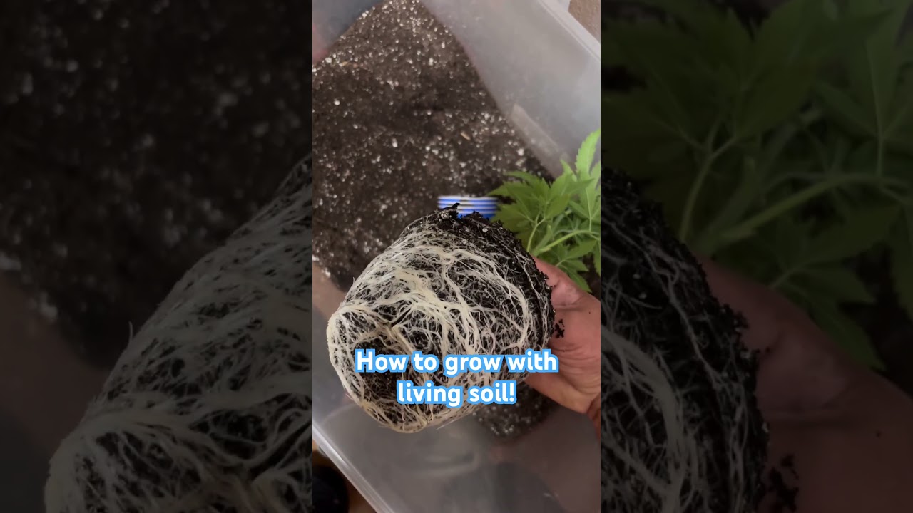 How to grow with living soil! 