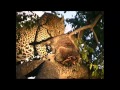 Leopard Feeding on Warthog