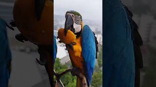 Guacamayas en Caracas son libres