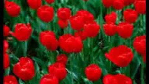 أليس ذلك بقادر على ان يحيي الموتى   سورة القيامة   الشيخ حجاج الهنداوى