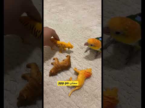 جايب له الالعاب بس Memes Parrot Shorts