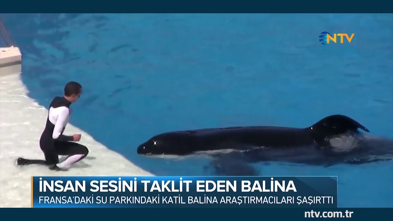 Su parkındaki katil balina araştırmacıları şaşırttı - YouTube