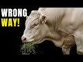 Feeding Fattening Cattle Alfalfa The Right Method 
