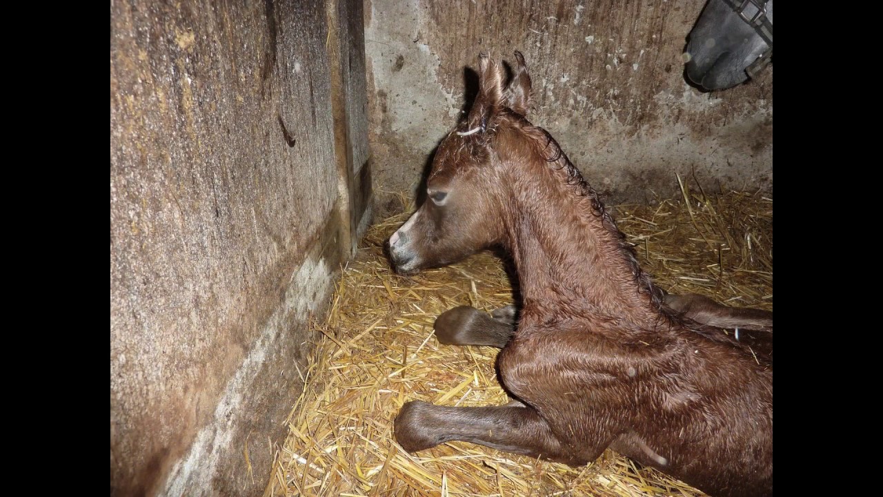 Passione cavallo arabo