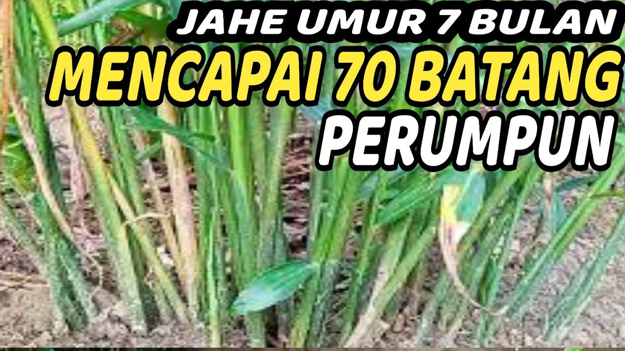 Cara Menanam Jahe, HASIL MELIMPAH