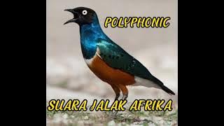 Suara Burung Jalak Afrika Mirip Suara Ringtone Polyphonic.