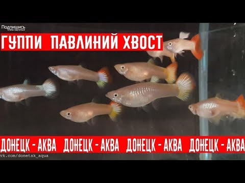 советы как разводить гуппи, As gives birth to guppies, Zierfische, Pregnant guppy giving birth