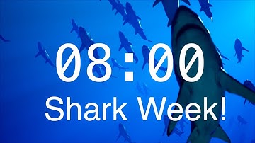 8 Minute Countdown Timer with Alarm | Relaxing Music | Shark Timer