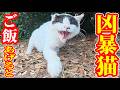 凶暴な猫にたくさんご飯をあげると・・・ さくらねこへのエサやり 地域猫ボランティアさん急逝後に火事エリア【視聴だけでも猫たちを助けることになります】支援者様 視聴者様 猫たちに神のご加護を！
