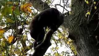 Gorilla boy Shambe high up in the tree