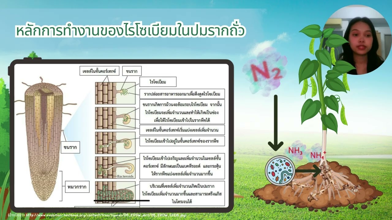 Nitrogen fixing bacteria_6610100136_เปรมกมล เอี่ยมสอาด