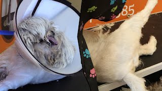 Grooming a Lhasa Apso Goes Wrong