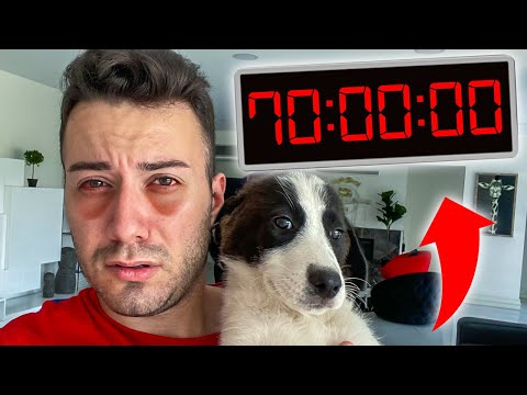 Video: 7 Neşeli Yolları Köpek Daha İyi Olur