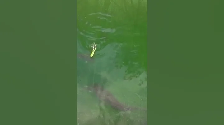 Pissed Off ! Largemouth Bass 😠 eating live frogs . baby alligators and just being mad 😠