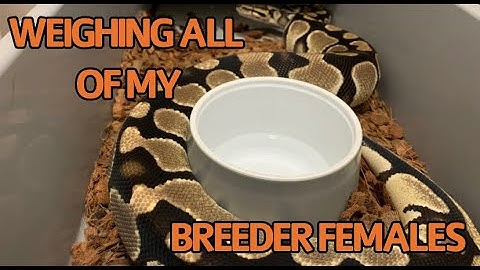 WEIGHING MY BREEDING SIZED FEMALE BALL PYTHONS | BALL PYTHON BREEDING SEASON 2021 | PRECIOUS PYTHONS