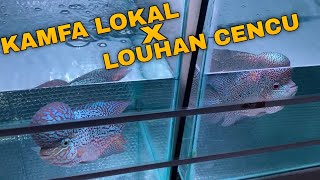 Update Louhan Kamfa Lokal Dan Lohan Cencu Ini bedanya