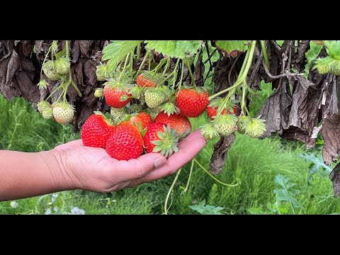 Strawberries - Fruits Part