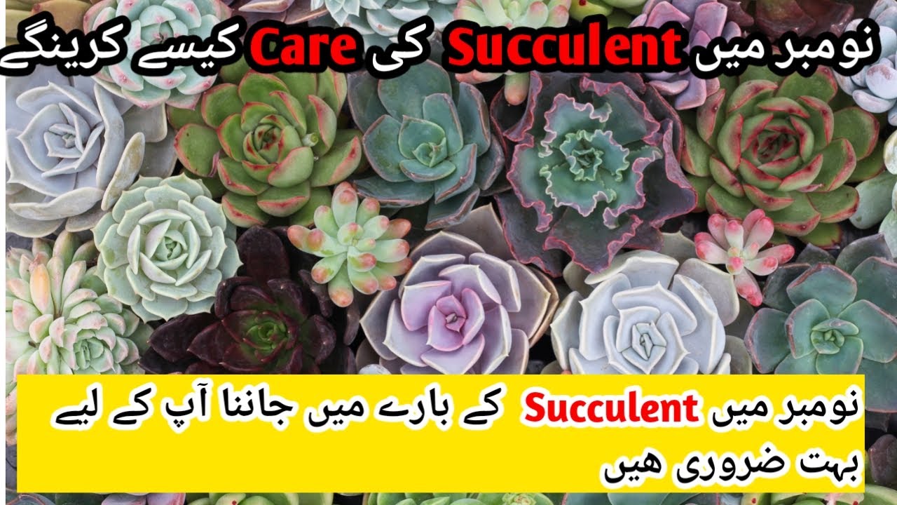 How To Propagate Succulent Fast And Easy /Succulent Ki Care Kesy Kary ...