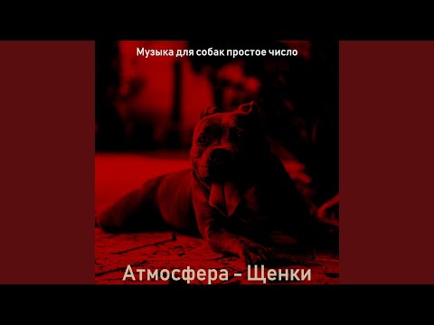Музыка для собак простое число - Звуки (Выгул собак)