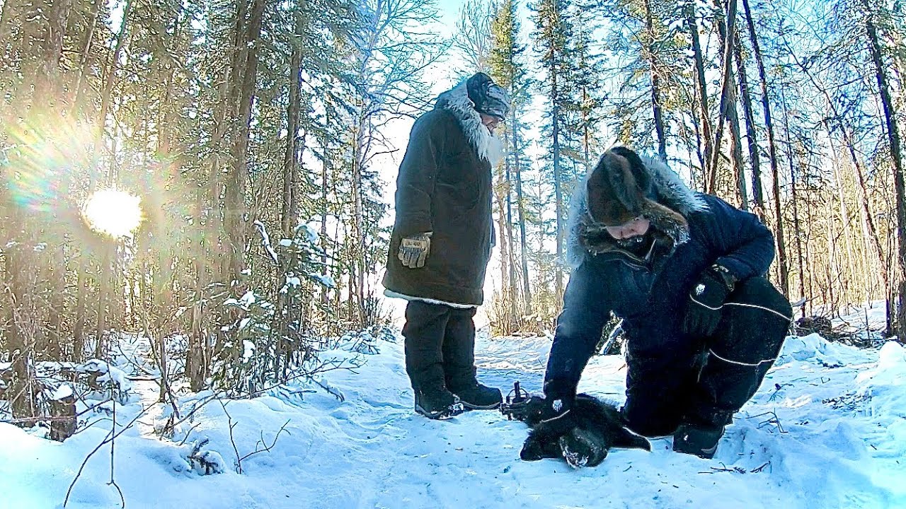 Tanana Yuut Alaska Wolf Trapping February 2024 YouTube