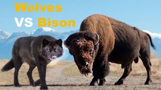Bison vs Wolves Pack, Who Will Win? by METARERM 1,029 views 5 months ago 2 minutes, 46 seconds