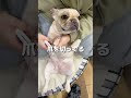 爪切りが嫌いな犬がおとなしい理由w