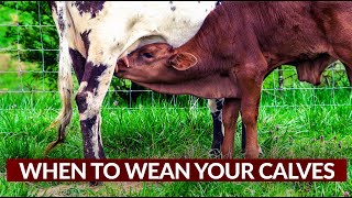 When To Wean Your Calves