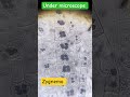 Zygnema Explained! Filamentous Green Alga Structure &amp; Life Cycle | BioCrack with Ranjan #biology