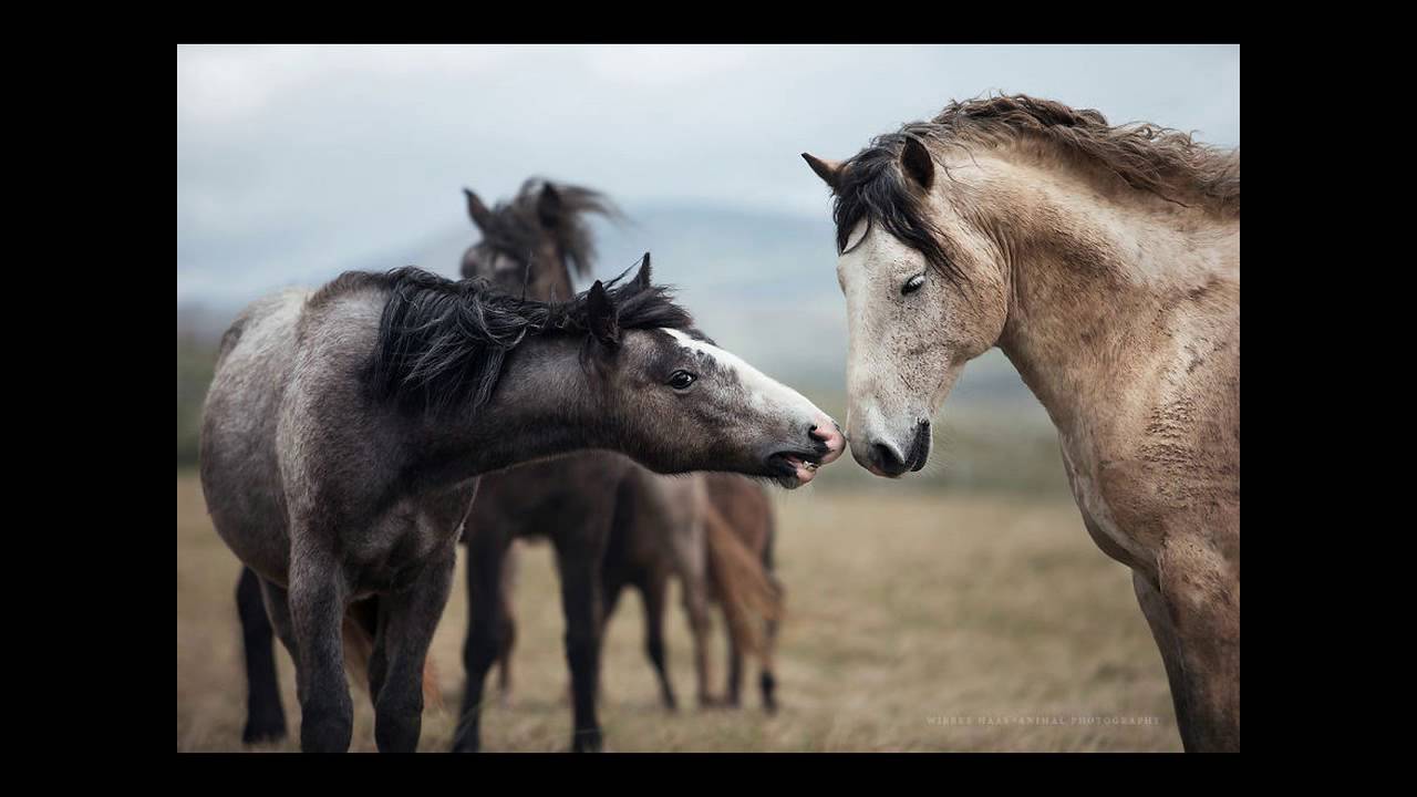 horses for sale in ny horse with horse horses for sale in maine