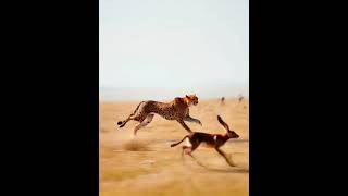Cheetah Lightning SPEED WITH the prey? #shorts #shortvideo