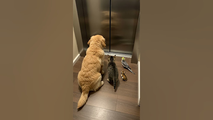 What’s going on with that door? 🚪🤔🐾