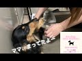 【ミニチュアダックスフンド】むむ。ママが大好きすぎる夢夢。嬉しいあまり、漏らしまくりです😋#ミニチュアダックス #kawaii #犬