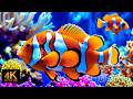 The Best 4K Aquarium 🐠 Explore a Magical Underwater Paradise of Jellyfish & Coral Reefs #8